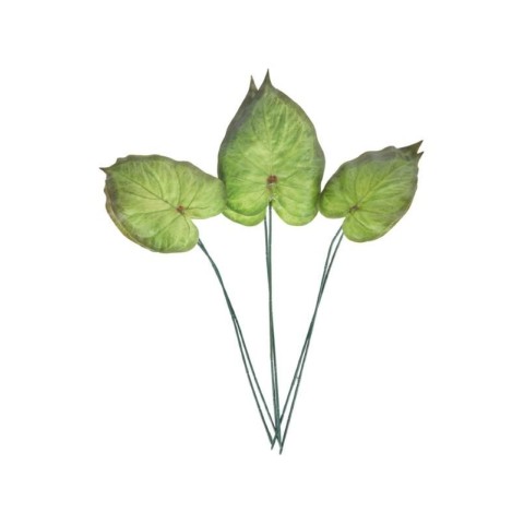 SET 6 FOGLIE ALOCASIA CUCULLAT